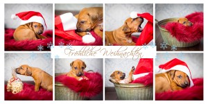 Weihnachten Ridgeback castrop-rauxel